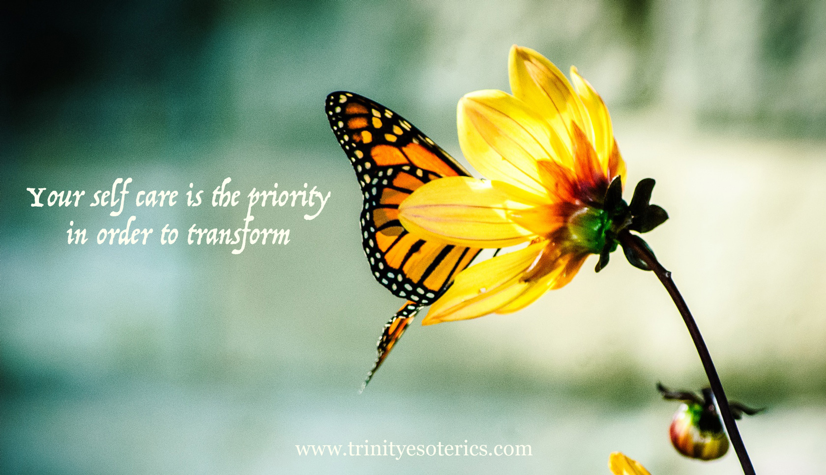 monarch butterfly bloom trinity esoterics