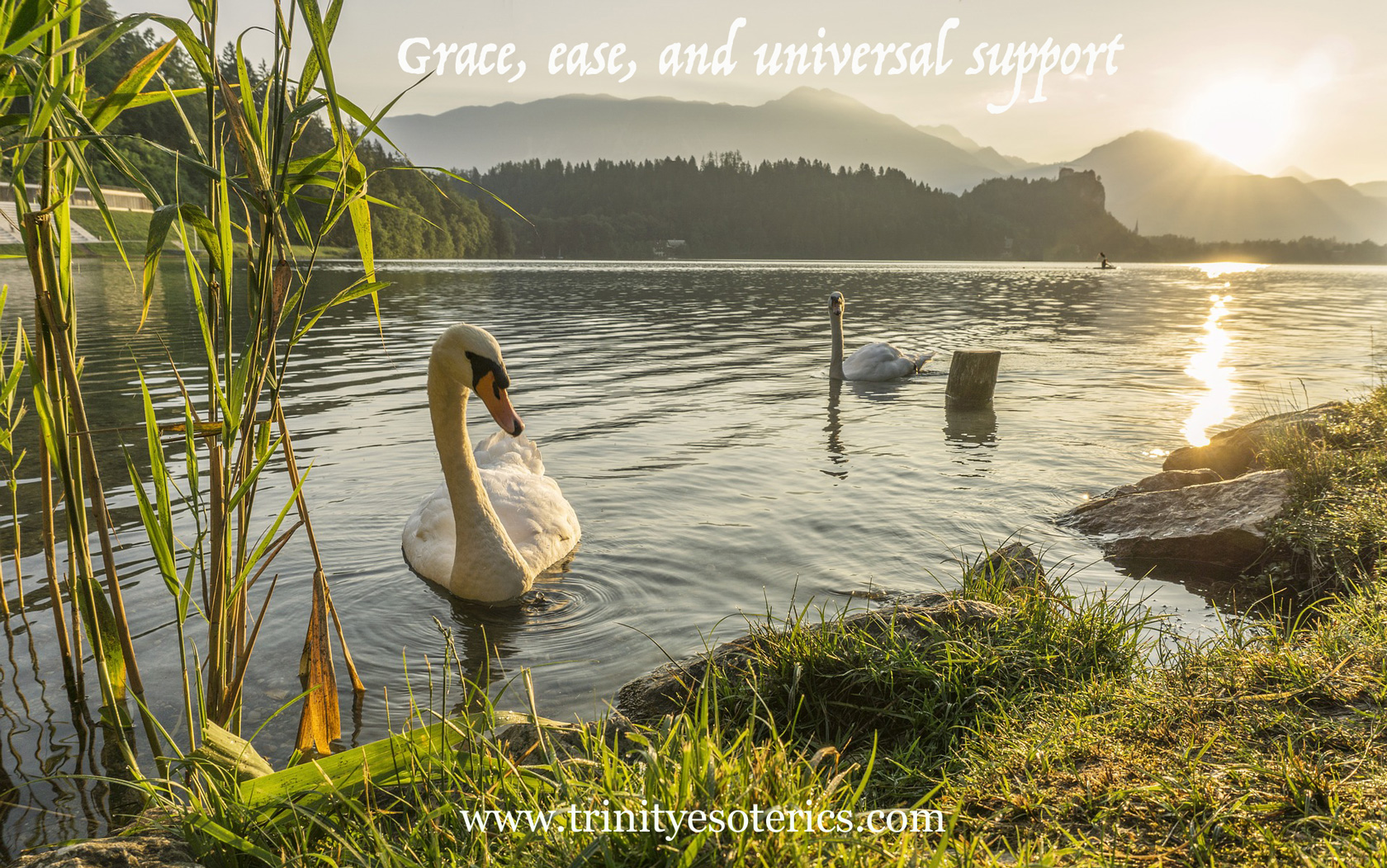 swans in gentle water trinity esoterics