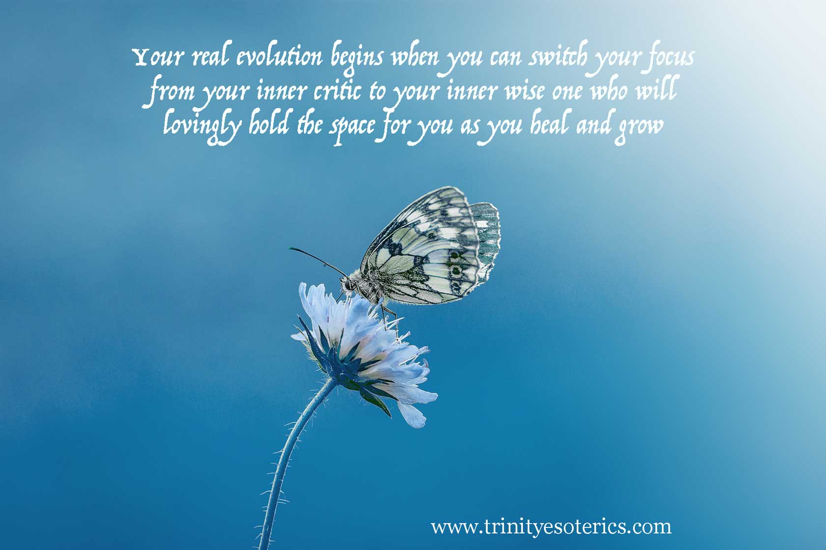 butterfly on blue flower trinity esoterics