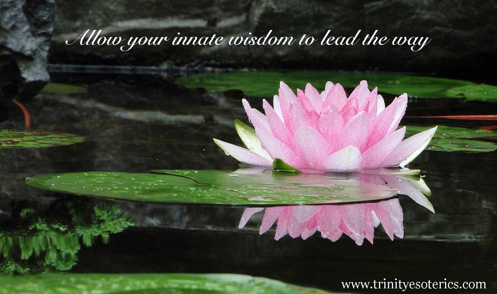 pink lotus with reflection trinity esoterics