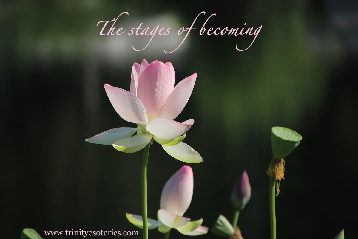 blooming lotus trinity esoterics