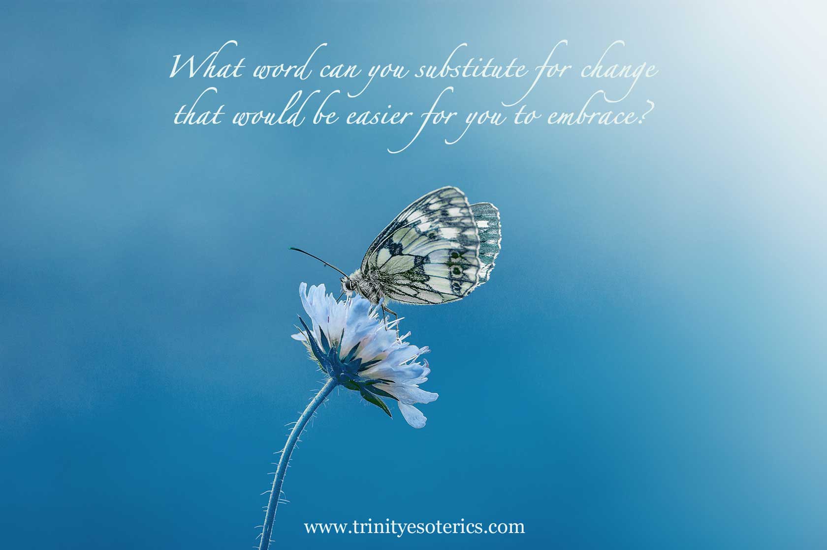 butterfly on flower trinity esoterics