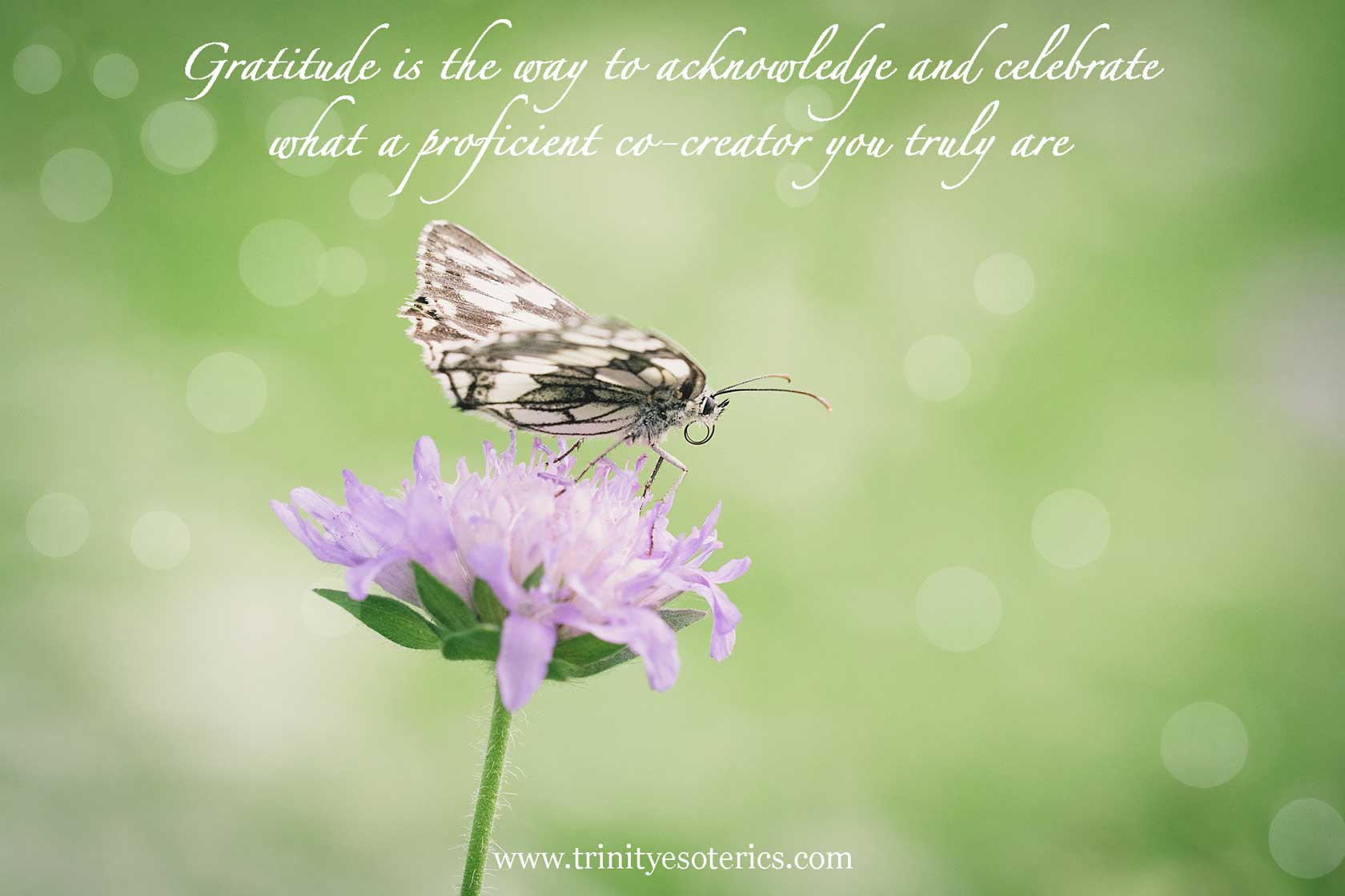 butterfly on flower trinity esoterics