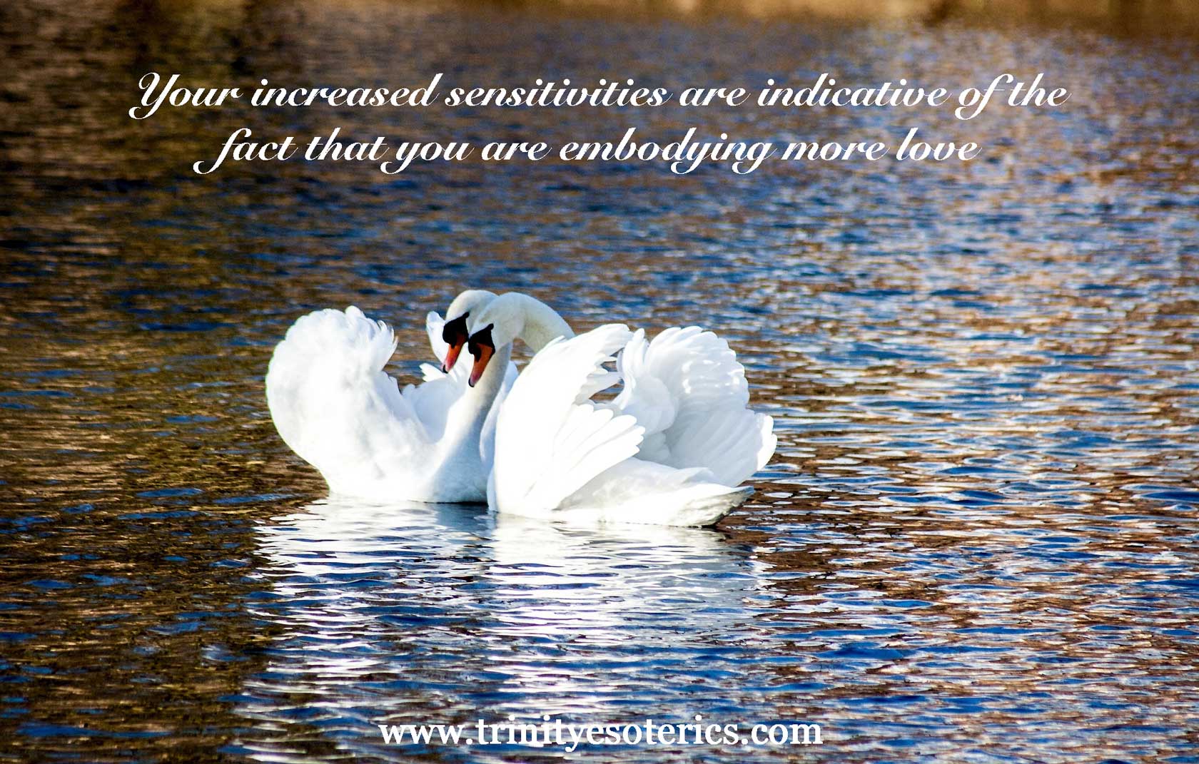 two swans snuggling trinity esoterics