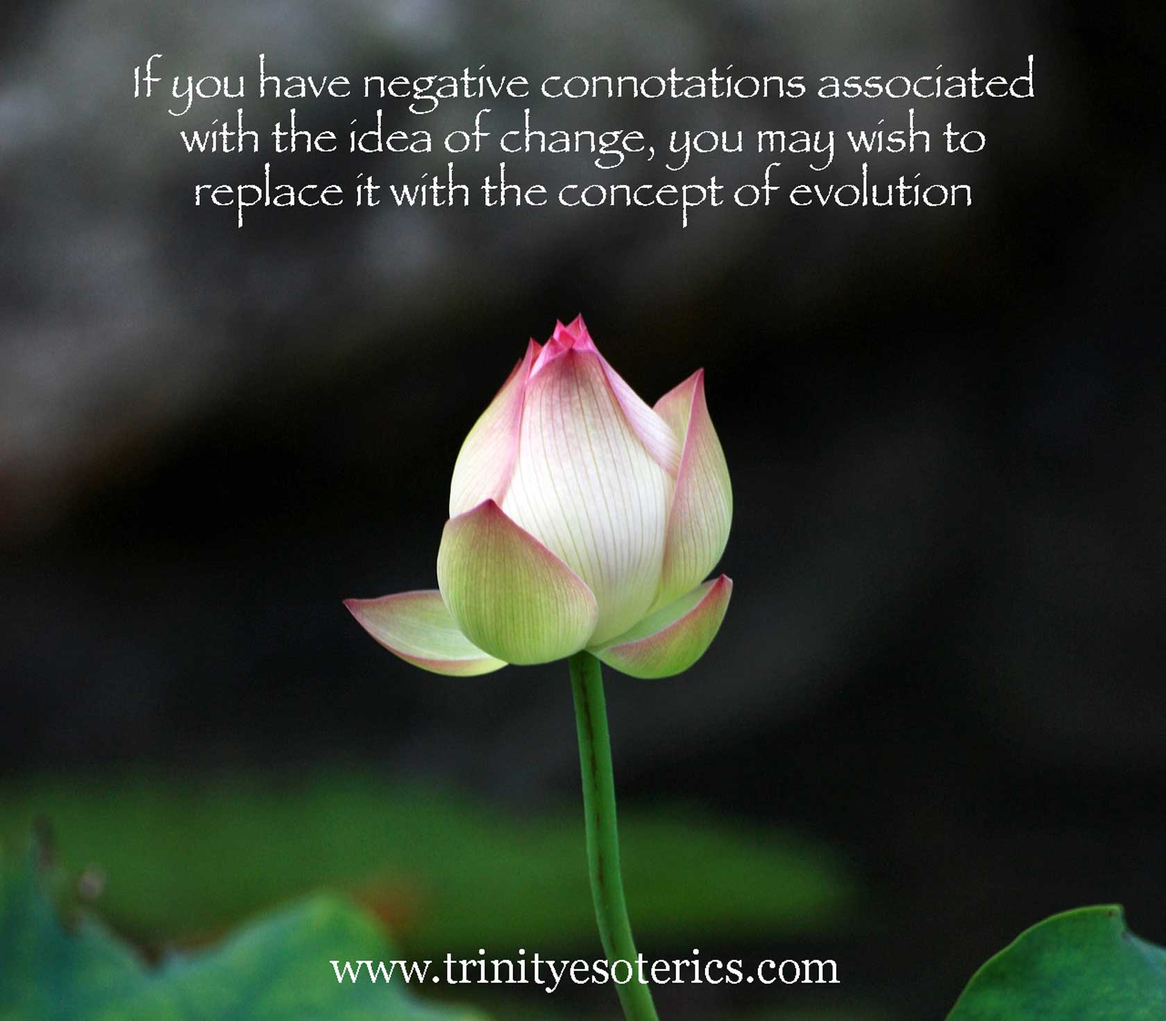 lotus flower bud trinity esoterics