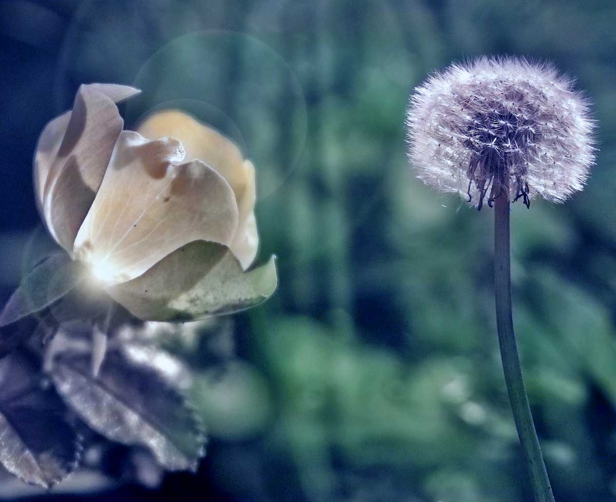 dandelion and rose trinity esoterics