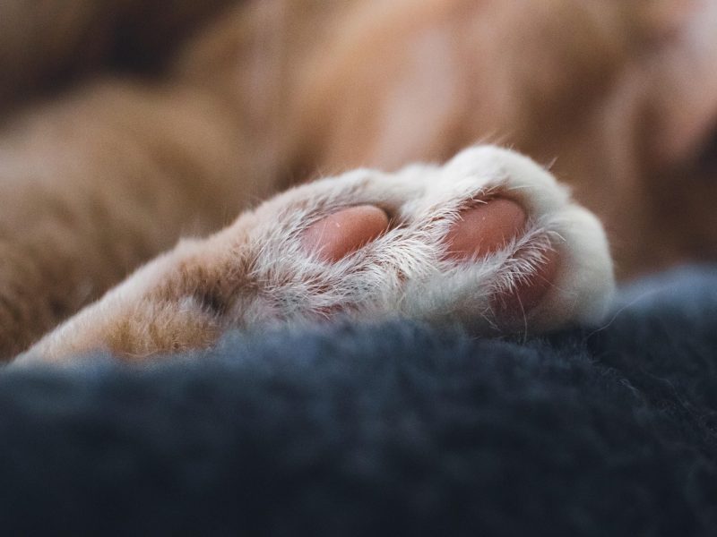 cat paw on blanket trinity esoterics