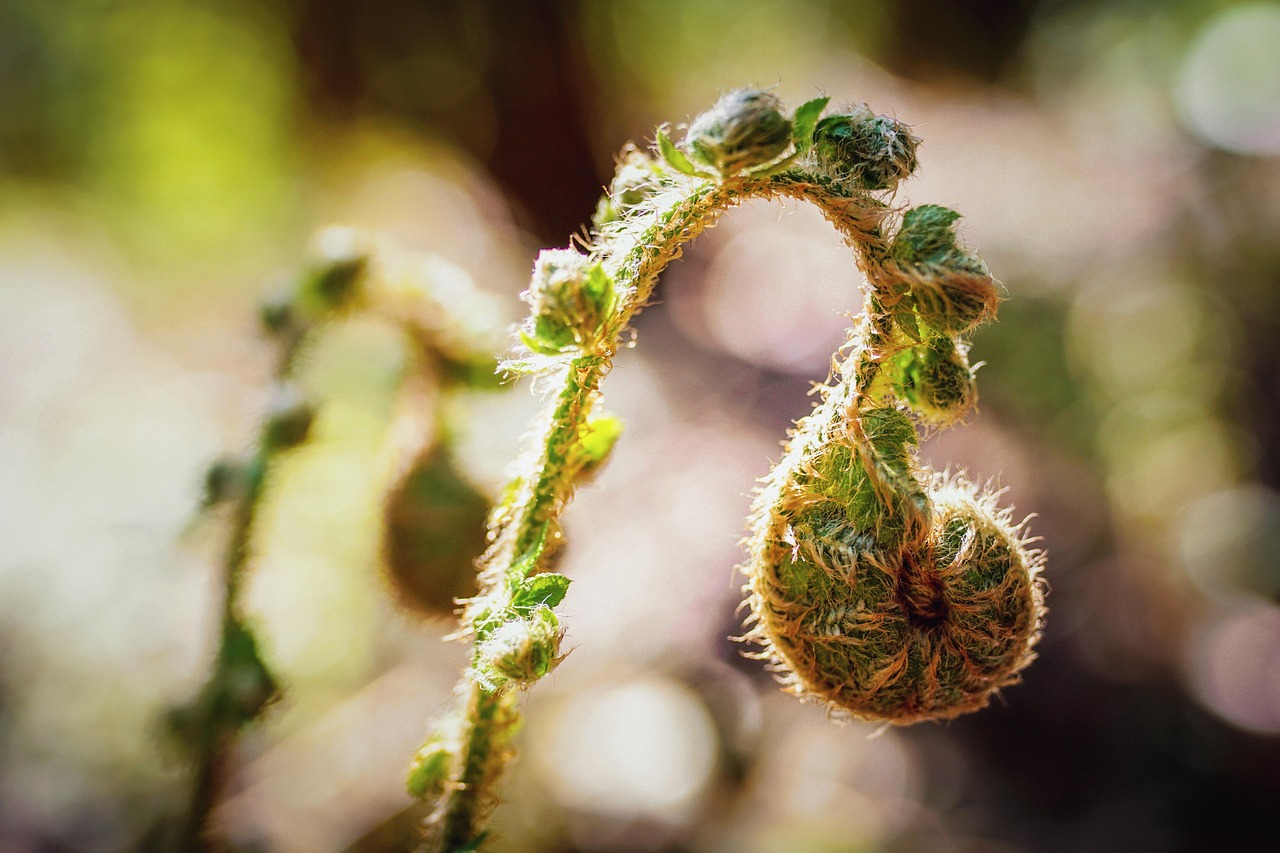 fern unfolding trinity esoterics