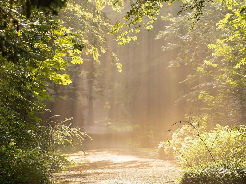 path through forest trinity esoterics