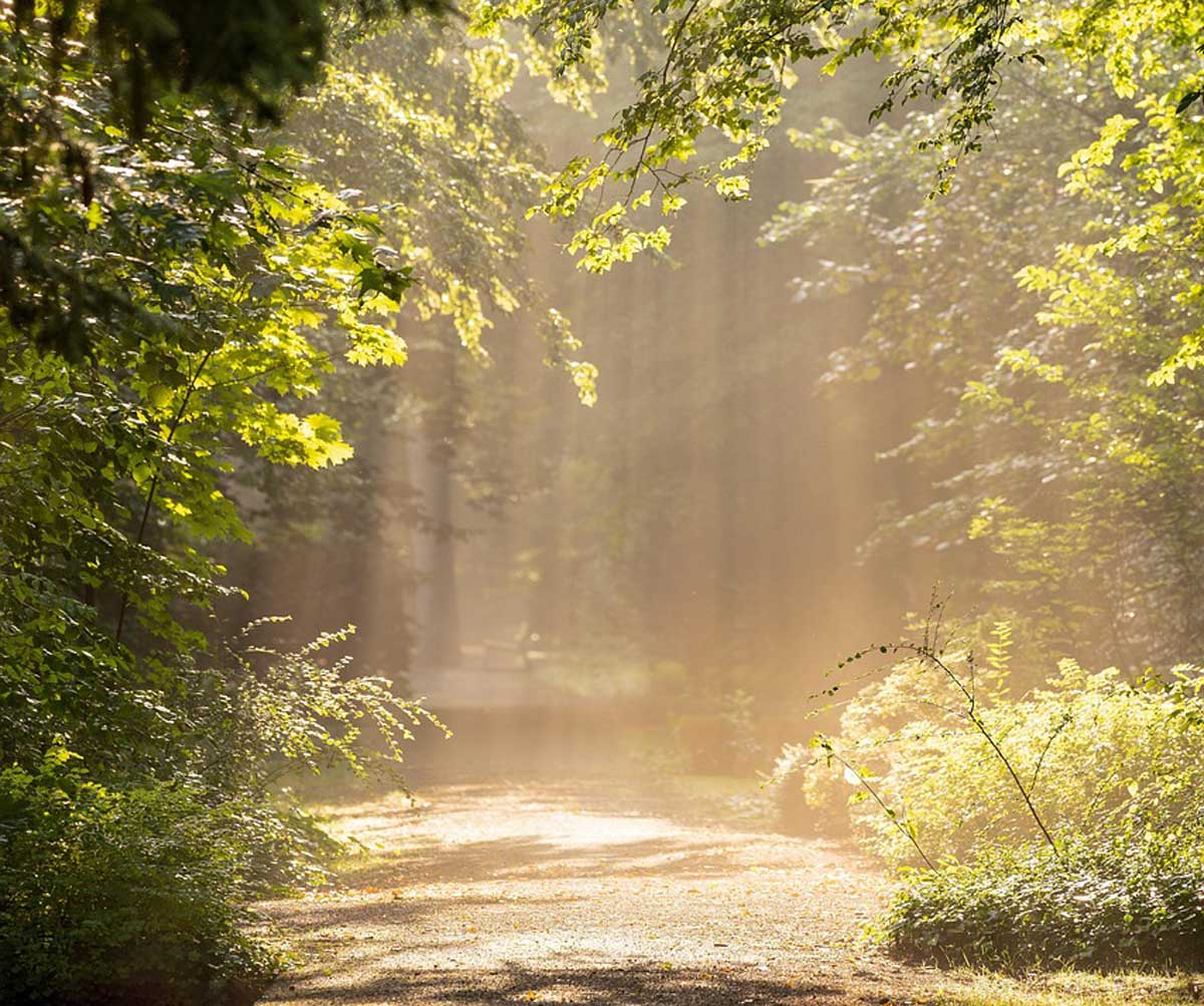 path through forest trinity esoterics