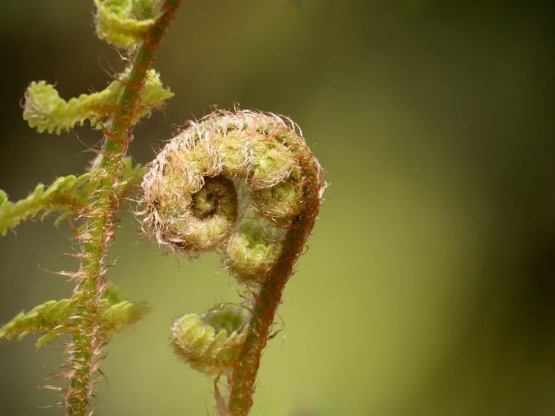 fern that hasn't fully opened trinity esoterics