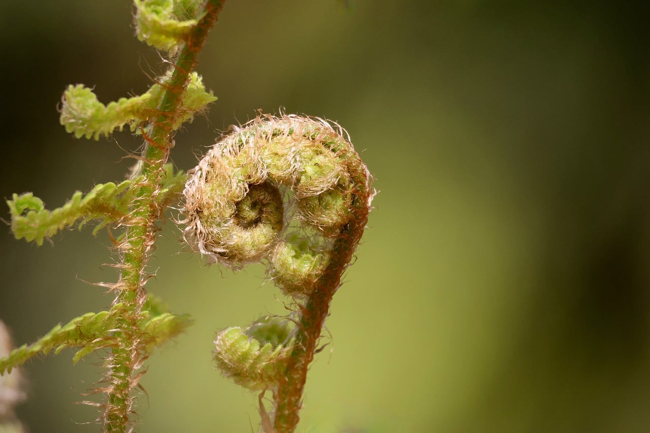 fern that hasn't fully opened trinity esoterics