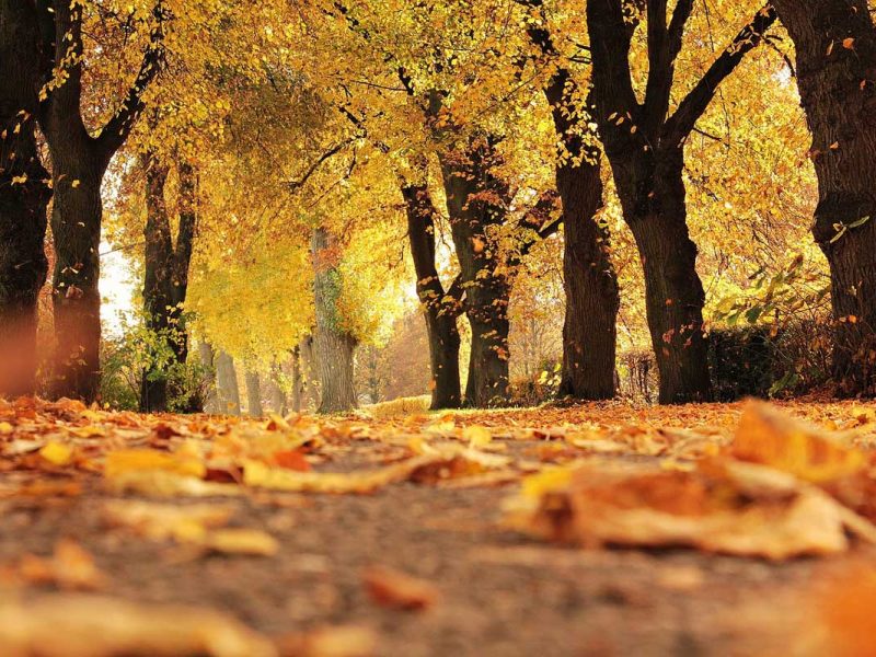 golden trees on leafy path trinity esoterics