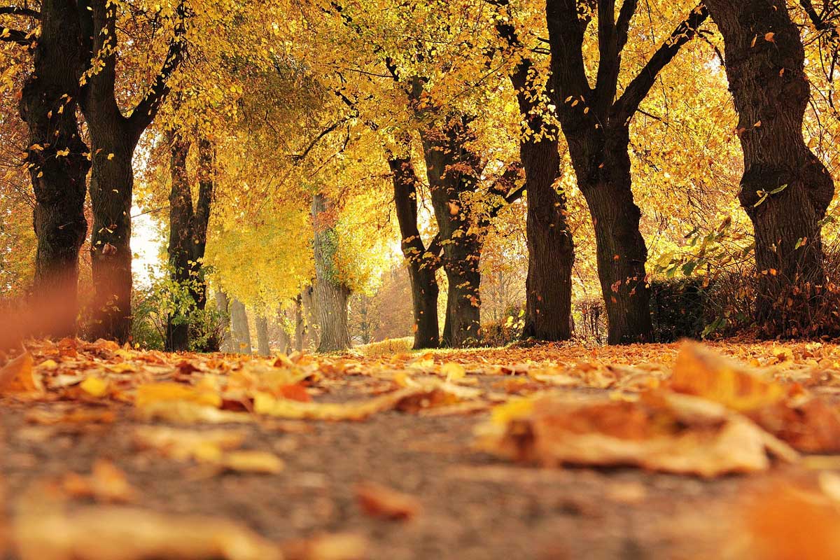golden trees on leafy path trinity esoterics