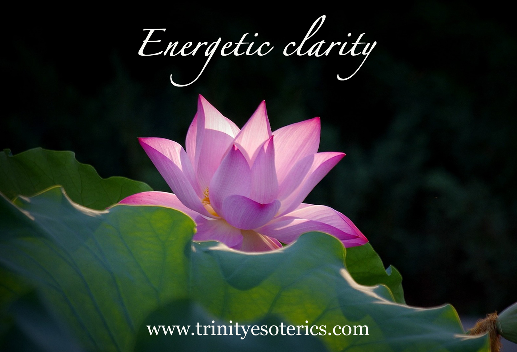 lotus flower lit from within trinity esoterics