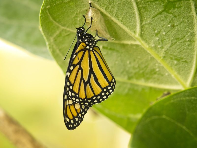 newly emerged monarch trinity esoterics