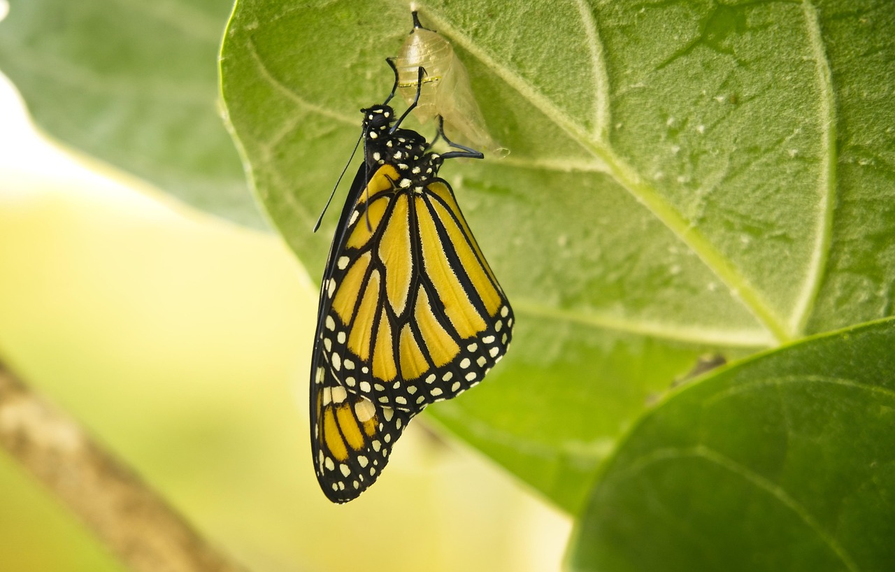 newly emerged monarch trinity esoterics